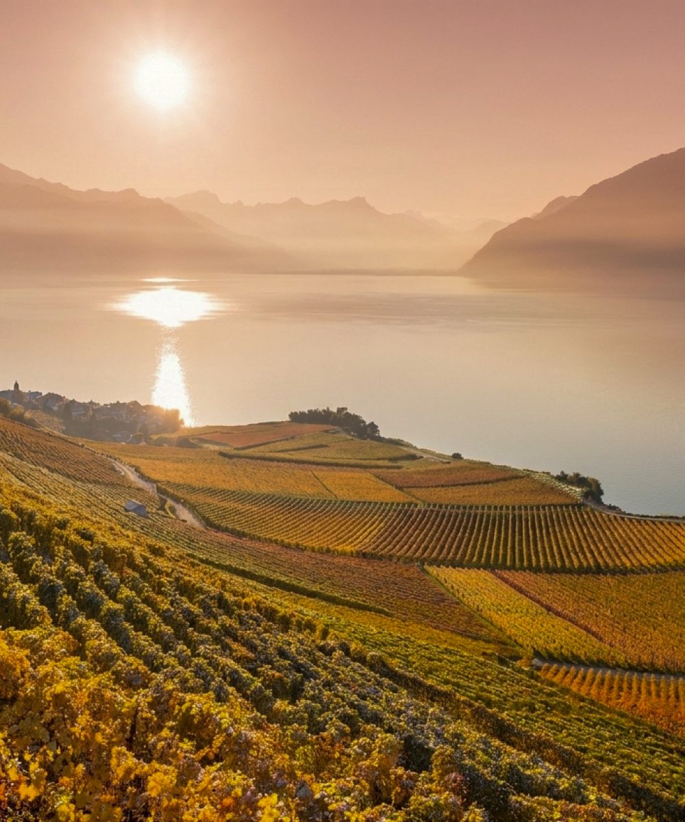 Swiss lavaux vineyards
